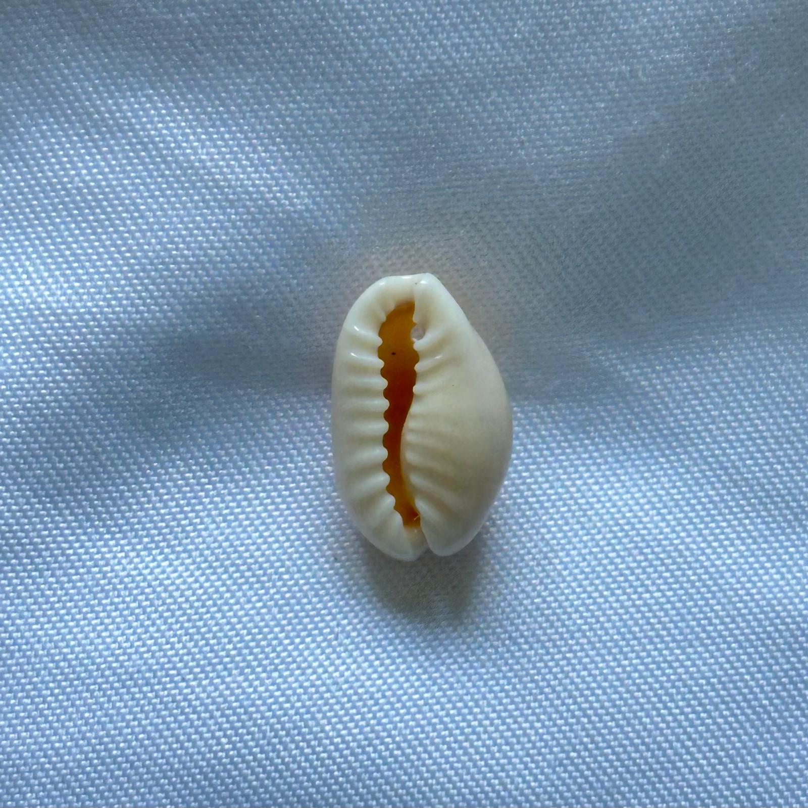 Real Shell Charm
